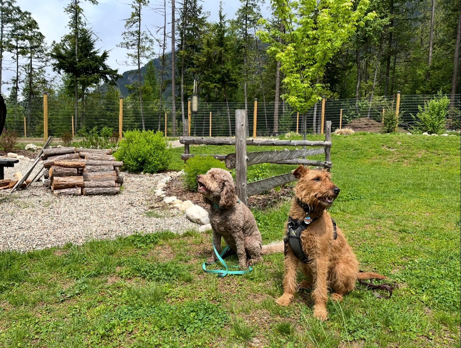 Two dogs enjoying the grassy outdoor play area